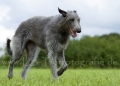22 Windhund-Trio